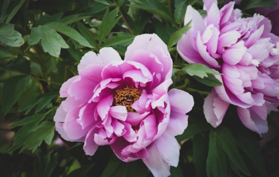 University of Michigan's Peony Garden Vandalized, Hundreds of Flowers Destroyed at Matthaei Botanical Gardens
