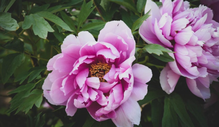 University of Michigan's Peony Garden Vandalized, Hundreds of Flowers Destroyed at Matthaei Botanical Gardens