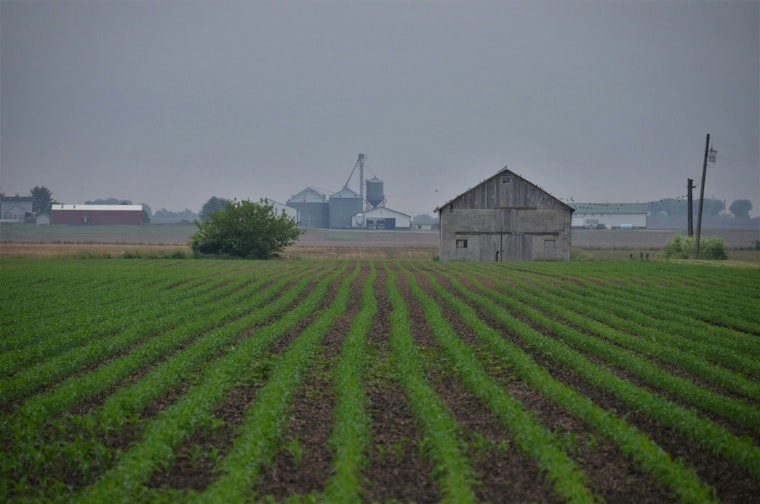 University of Minnesota and Local African Diaspora Cultivate Cultural Crops Amidst Chilly Climes