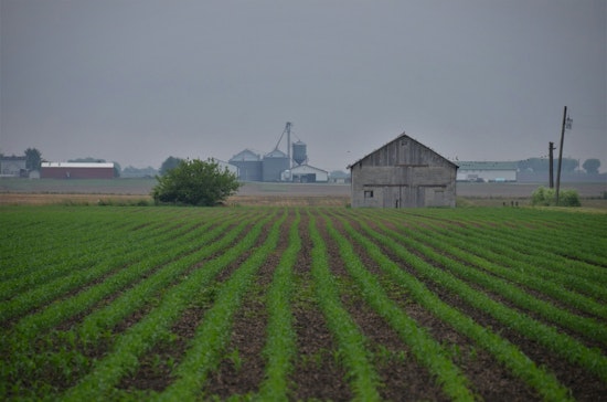 University of Minnesota and Local African Diaspora Cultivate Cultural Crops Amidst Chilly Climes
