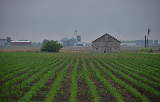 University of Minnesota and Local African Diaspora Cultivate Cultural Crops Amidst Chilly Climes