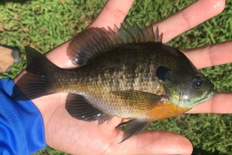 Unusual Incident as Bluegill Fish Strikes Anderson County Ambulance and Crew Attempts Rescue