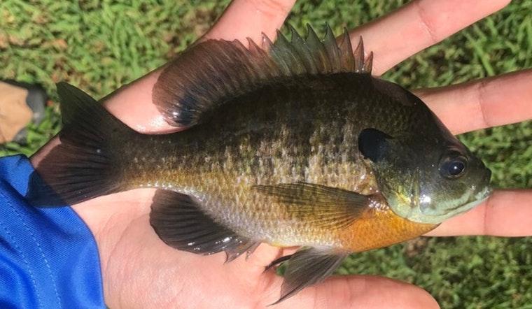 Unusual Incident as Bluegill Fish Strikes Anderson County Ambulance and Crew Attempts Rescue