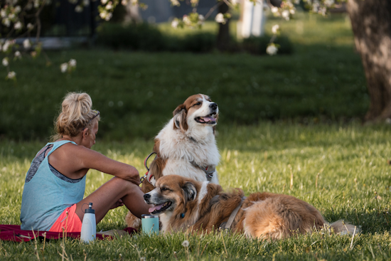 Upper Arlington Officials Issue Reminder for Dog Owners: Leash and Clean-Up Rules Enforced This Summer