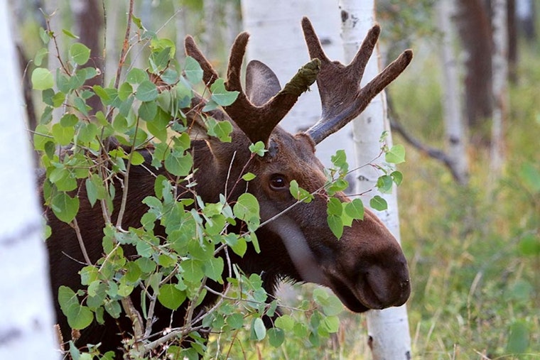 Utah Division of Wildlife Resources Shares Tips to Avoid Moose Conflicts as Outdoor Activities Ramp Up