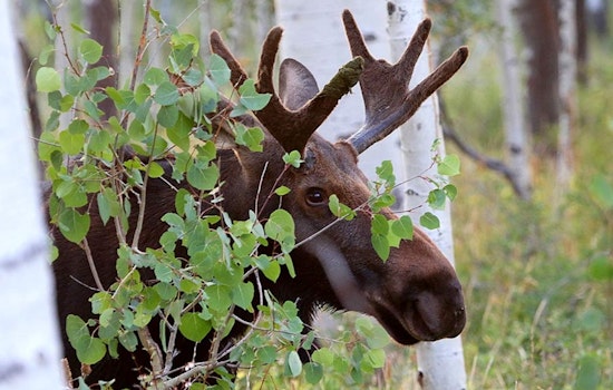 Utah Division of Wildlife Resources Shares Tips to Avoid Moose Conflicts as Outdoor Activities Ramp Up