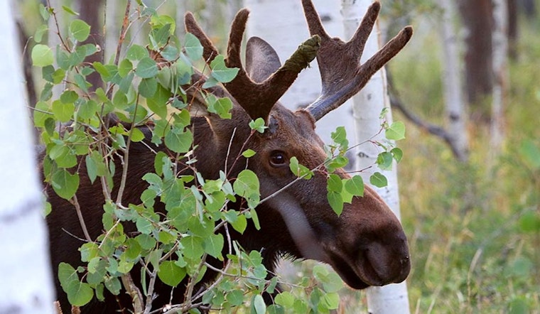 Utah Division of Wildlife Resources Shares Tips to Avoid Moose Conflicts as Outdoor Activities Ramp Up