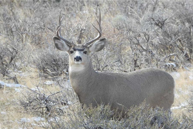 Utah Wildlife Board Announces Comprehensive Updates to WMA License