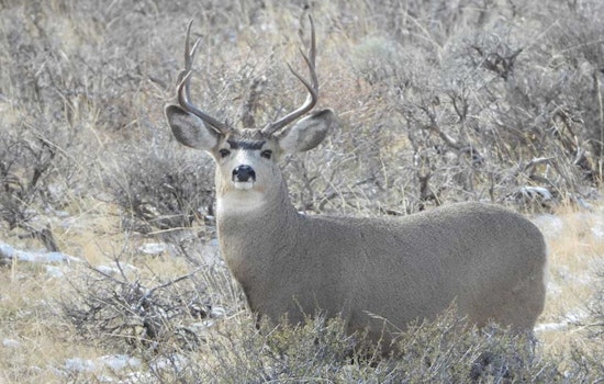 Utah Wildlife Board Announces Comprehensive Updates to WMA License Rules and Hunting Guide Regulations