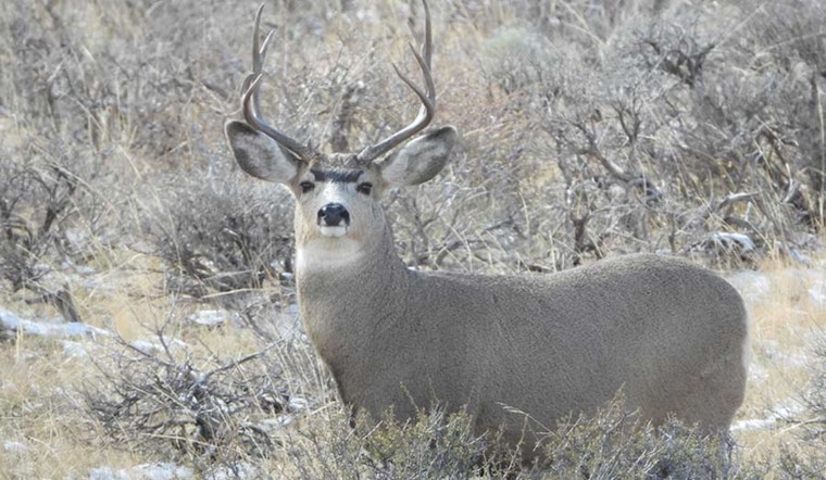 Utah Wildlife Board Announces Comprehensive Updates to WMA License Rules and Hunting Guide Regulations