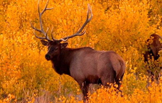 Utah's Leftover Big Game Permits Go On Sale July 8: Opportunities for Deer and Elk Hunters