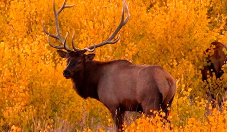 Utah's Leftover Big Game Permits Go On Sale July 8: Opportunities for Deer and Elk Hunters