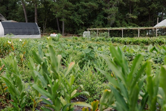 Wake County Invites Public Input on Farmland Preservation Plan Amid Development Pressures