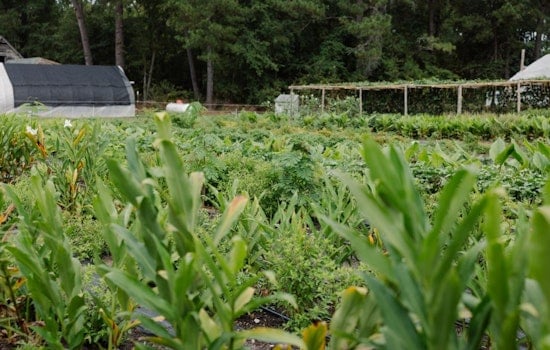Wake County Invites Public Input on Farmland Preservation Plan Amid Development Pressures