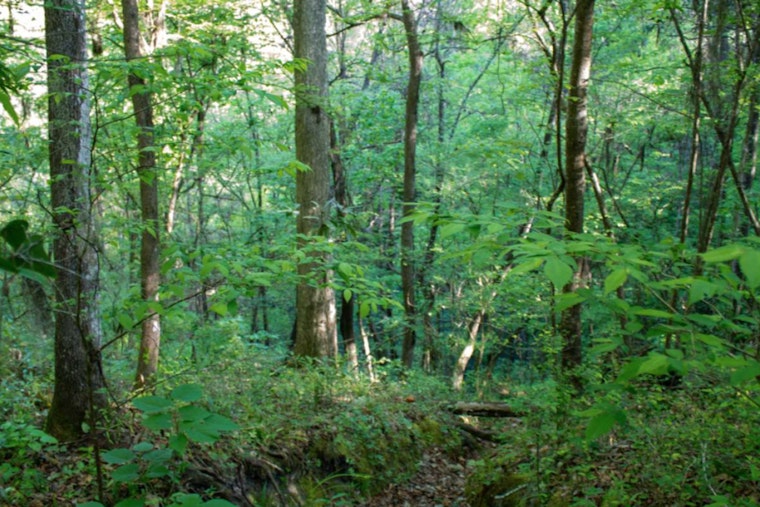 Walnut Creek Wetland Park in Raleigh Announces LGBTQ+ Inclusive 'Out in Nature' Events for June
