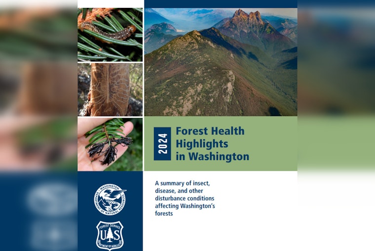Washington Forest Health Report Reveals 545,000 Acres of Dead or Damaged Trees