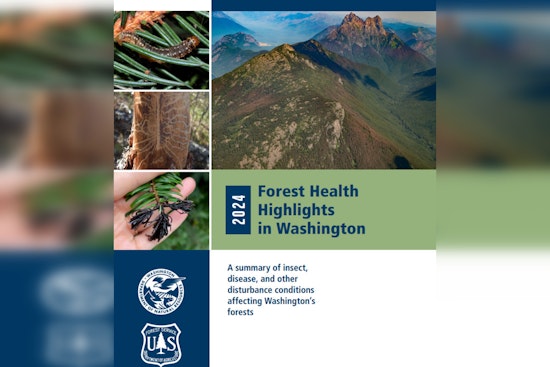 Washington Forest Health Report Reveals 545,000 Acres of Dead or Damaged Trees
