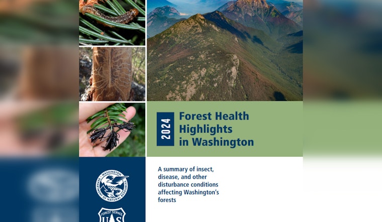 Washington Forest Health Report Reveals 545,000 Acres of Dead or Damaged Trees