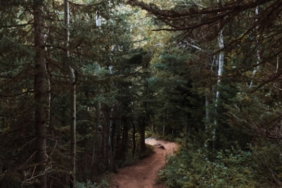 Washington's Olsen Creek State Forest Unveils Over 7 Miles of New Trails for Outdoor Enthusiasts