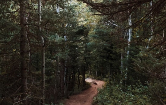 Washington's Olsen Creek State Forest Unveils Over 7 Miles of New Trails for Outdoor Enthusiasts
