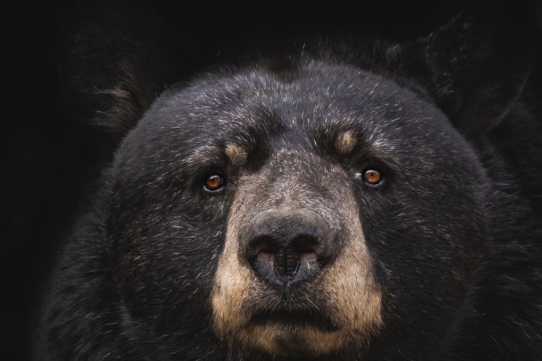 Westchester County Community Mourns After Police Fatally Shoot Bear in West Harrison as Calls Grow for Revised Wildlife Protocols