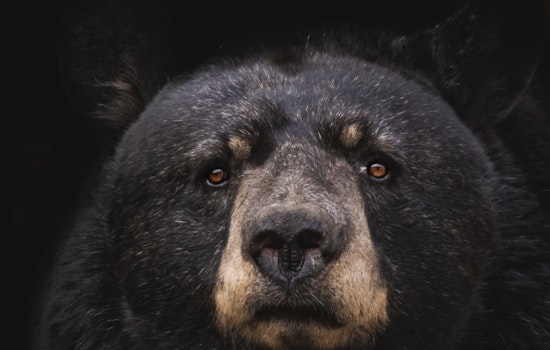 Westchester County Community Mourns After Police Fatally Shoot Bear in West Harrison as Calls Grow for Revised Wildlife Protocols