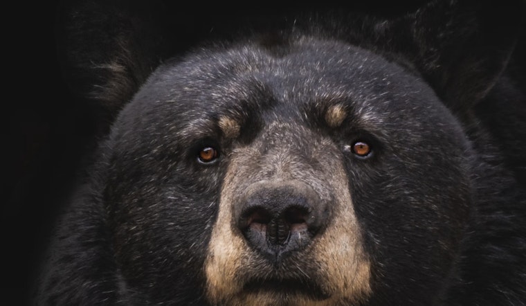 Westchester County Community Mourns After Police Fatally Shoot Bear in West Harrison as Calls Grow for Revised Wildlife Protocols