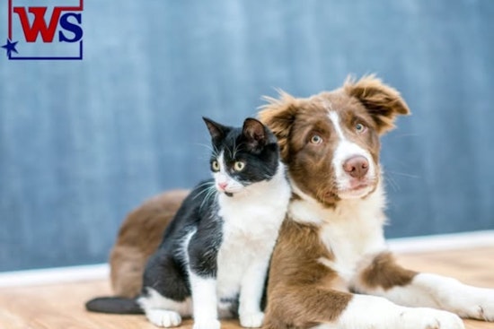 White Settlement City and PAWS Enforce Annual Pet Licensing for Safe and Speedy Reunions