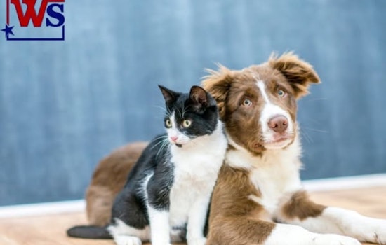 White Settlement City and PAWS Enforce Annual Pet Licensing for Safe and Speedy Reunions