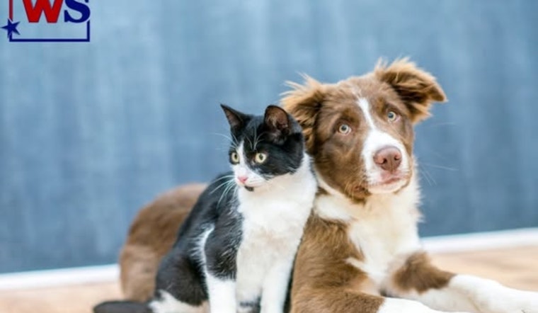 White Settlement City and PAWS Enforce Annual Pet Licensing for Safe and Speedy Reunions