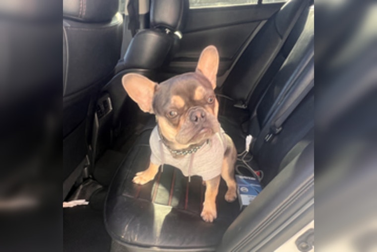 Wilmington Residents Called to Aid in Search for Stolen Dog "Tooty" After Burglary on North West Street