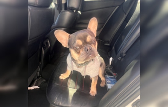 Wilmington Residents Called to Aid in Search for Stolen Dog "Tooty" After Burglary on North West Street