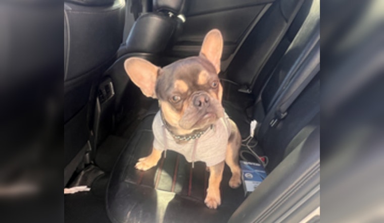 Wilmington Residents Called to Aid in Search for Stolen Dog "Tooty" After Burglary on North West Street
