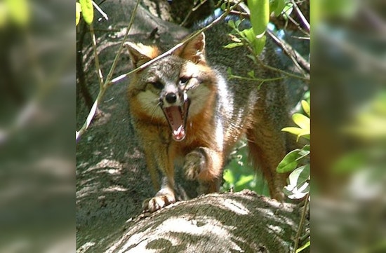 Wimberley on Alert as Another Fox Tests Positive for Rabies, Authorities Issue Warning