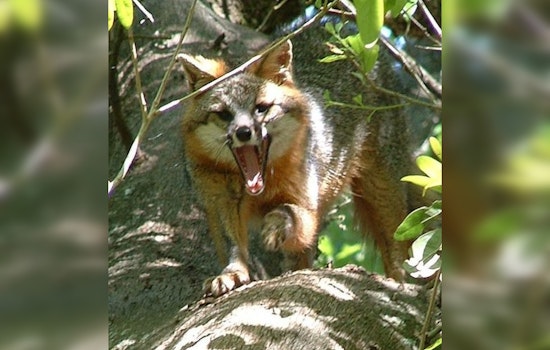 Wimberley on Alert as Another Fox Tests Positive for Rabies, Authorities Issue Warning
