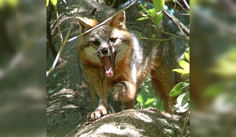 Wimberley on Alert as Another Fox Tests Positive for Rabies, Authorities Issue Warning
