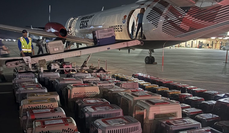 Wings of Rescue Collaborates with Grand Prairie Animal Services to Fly Pets to New Homes in Maryland and New York