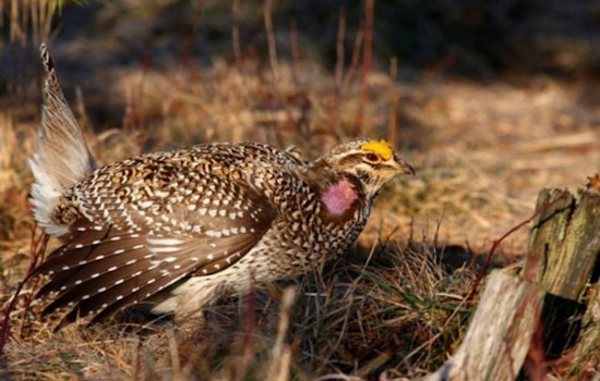 Wisconsin Announces Return of Sharp-Tailed Grouse Hunting Season After Conservation Success