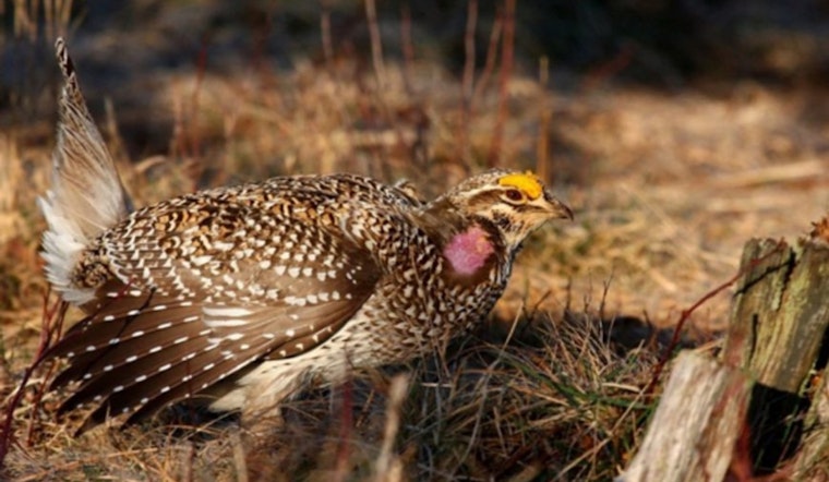 Wisconsin Announces Return of Sharp-Tailed Grouse Hunting Season After Conservation Success