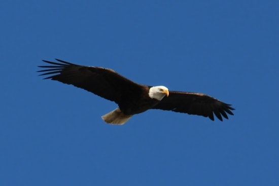 Wisconsin Celebrates National Eagle Day with 85th Anniversary of Protection Act, DNR Advocates Endangered Resources Fund Support