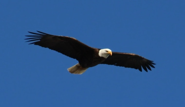 Wisconsin Celebrates National Eagle Day with 85th Anniversary of Protection Act, DNR Advocates Endangered Resources Fund Support