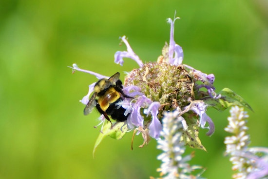 Wisconsin DNR Champions Pollinator Conservation During National Pollinator Week