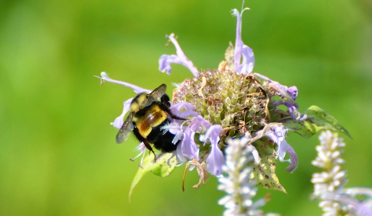 Wisconsin DNR Champions Pollinator Conservation During National