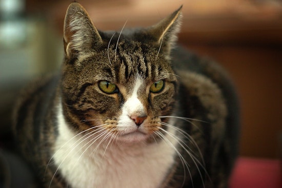 Woman Found with 53 Cats in Motel, No Charges Filed After Surrendering 50 to Oakland County Shelter