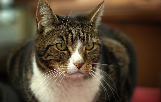 Woman Found with 53 Cats in Motel, No Charges Filed After Surrendering 50 to Oakland County Shelter