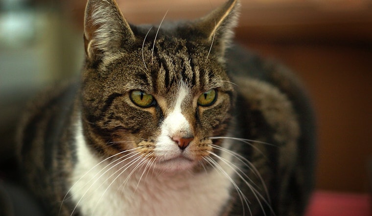 Woman Found with 53 Cats in Motel, No Charges Filed After Surrendering 50 to Oakland County Shelter