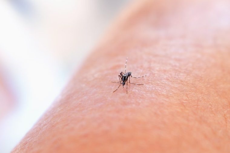 Allegheny County Responds to West Nile Threat with Pesticide Treatments in Seven Neighborhoods