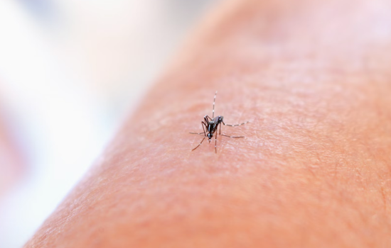 Allegheny County Responds to West Nile Threat with Pesticide Treatments in Seven Neighborhoods