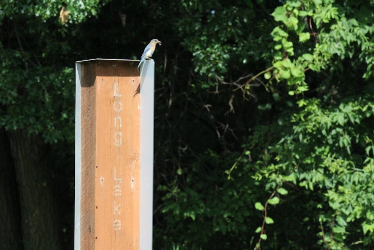 AmeriCorps Member Champions Bird Population Growth in Ramsey County’s Parks Amid Program Funding Concerns