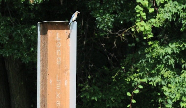 AmeriCorps Member Champions Bird Population Growth in Ramsey County’s Parks Amid Program Funding Concerns